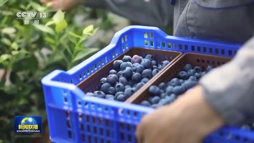 新思想引領新征程丨特色產業激發鄉村振興新活力——以初級農產品為引擎的實踐路徑