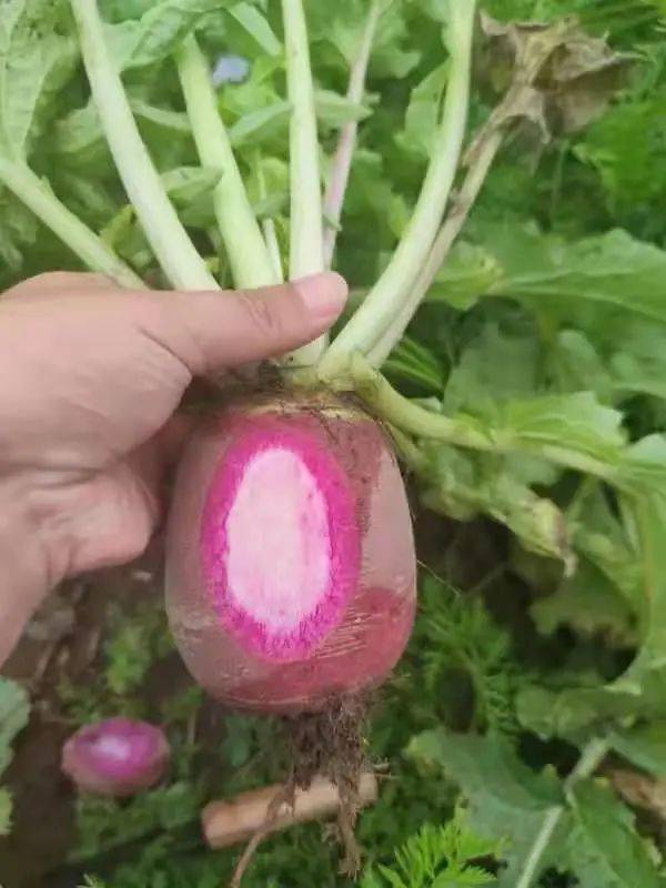 扎實開展農產品質量安全抽檢活動，筑牢初級農產品安全防線