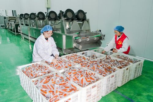 仙渡鄉(xiāng)小番薯 跨山出海，助力鄉(xiāng)村振興的甜蜜力量