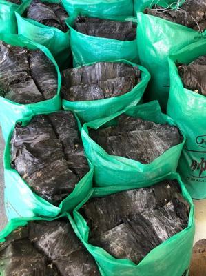莆田日曬海帶 初級(jí)農(nóng)產(chǎn)品的自然饋贈(zèng)與批發(fā)商機(jī)