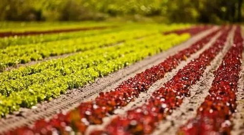 劃重點(diǎn) 2020年鄉(xiāng)村產(chǎn)業(yè)六大關(guān)鍵詞聚焦初級(jí)農(nóng)產(chǎn)品發(fā)展